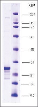 Myc-associated factor X (MAX) human recombinant, expressed in E. coli, &#8805;80% (SDS-PAGE)