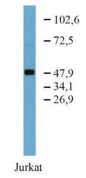 Monoclonal Anti-TFG antibody produced in mouse clone TFG-03