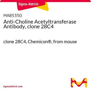 Anti-Choline Acetyltransferase Antibody, clone 28C4 clone 28C4, Chemicon&#174;, from mouse