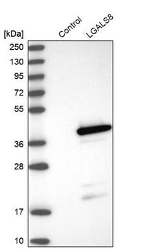 Anti-LGALS8 antibody produced in rabbit Prestige Antibodies&#174; Powered by Atlas Antibodies, affinity isolated antibody, buffered aqueous glycerol solution