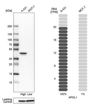 Anti-APOL1 antibody produced in rabbit Prestige Antibodies&#174; Powered by Atlas Antibodies, affinity isolated antibody, buffered aqueous glycerol solution