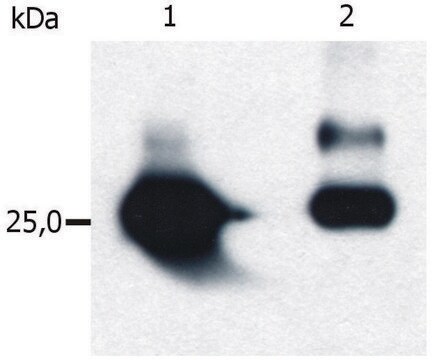 Monoclonal Anti-GST tag antibody produced in mouse clone S-tag-05