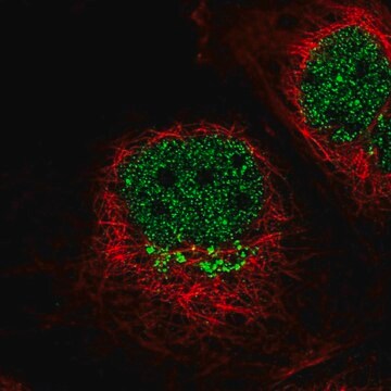 Anti-IL13RA1 antibody produced in rabbit Prestige Antibodies&#174; Powered by Atlas Antibodies, affinity isolated antibody