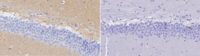 Anti-Vesicular Glutamate Transporter 1 Antibody serum, Chemicon&#174;