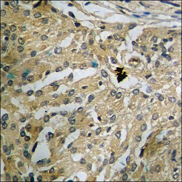 Anti-phospho-CDC16/APC6 (pSer560) antibody produced in rabbit affinity isolated antibody