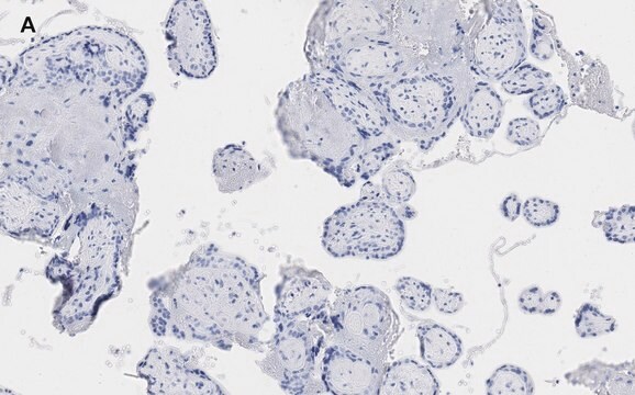 抗BCRP(ABCG2)抗体 クローン10K5 ZooMAb&#174; ウサギ・モノクローナル recombinant, expressed in HEK 293 cells