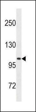 ANTI-LGR5/GPR49 antibody produced in mouse purified immunoglobulin, buffered aqueous solution