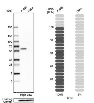 Anti-SRC antibody produced in rabbit Prestige Antibodies&#174; Powered by Atlas Antibodies, affinity isolated antibody, buffered aqueous glycerol solution