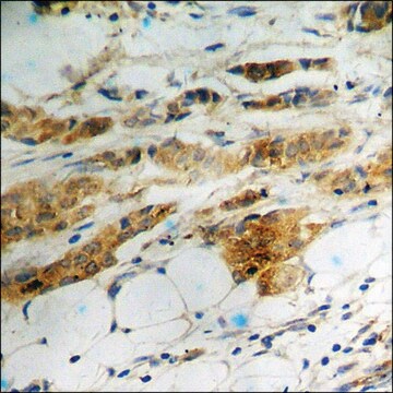 Anti-phospho-eIF2 &#945; (pSer51) antibody produced in rabbit affinity isolated antibody