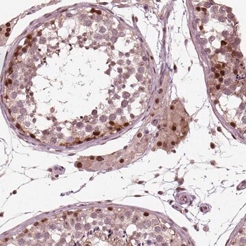 Anti-CDC14A antibody produced in rabbit Prestige Antibodies&#174; Powered by Atlas Antibodies, affinity isolated antibody, buffered aqueous glycerol solution