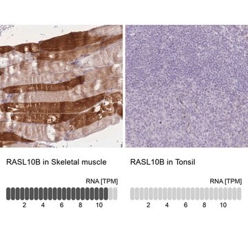 Anti-RASL10B antibody produced in rabbit Prestige Antibodies&#174; Powered by Atlas Antibodies, affinity isolated antibody, buffered aqueous glycerol solution