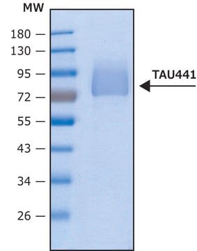 Tau-441 human recombinant, lyophilized powder, expressed in HEK 293 cells, &#8805;95% (SDS-PAGE)