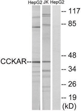 Anti-CCKAR antibody produced in rabbit affinity isolated antibody