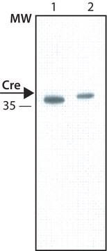 抗Cre抗体、マウスモノクローナル マウス宿主抗体 clone 7-23, purified from hybridoma cell culture