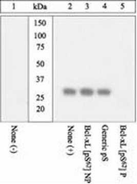 Anti-BCL-XL (pS62) Antibody Chemicon&#174;, from rabbit