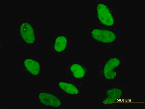 Monoclonal Anti-RAX antibody produced in mouse clone 3B3, purified immunoglobulin, buffered aqueous solution