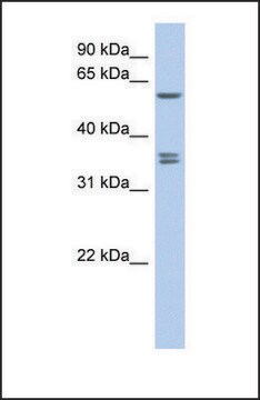 Anti-SLC19A3 antibody produced in rabbit affinity isolated antibody