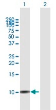 Anti-SLURP1 antibody produced in mouse purified immunoglobulin, buffered aqueous solution