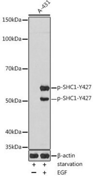 Anti-Phospho-SHC1-Y427 antibody produced in rabbit