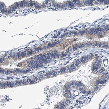 Anti-ANKFN1 antibody produced in rabbit Prestige Antibodies&#174; Powered by Atlas Antibodies, affinity isolated antibody, buffered aqueous glycerol solution, Ab1