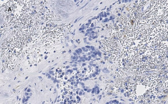 抗phospho-Stat3 (Tyr705) 抗体 クローン6C3 ZooMAb&#174;ウサギモノクローナル recombinant, expressed in HEK 293 cells