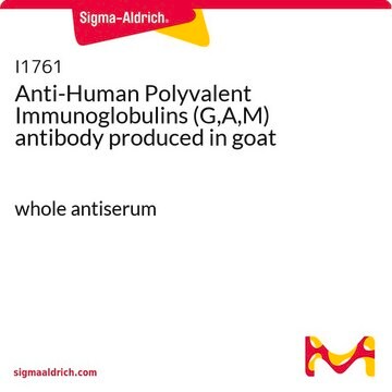 Anti-Human Polyvalent Immunoglobulins (G,A,M) antibody produced in goat whole antiserum