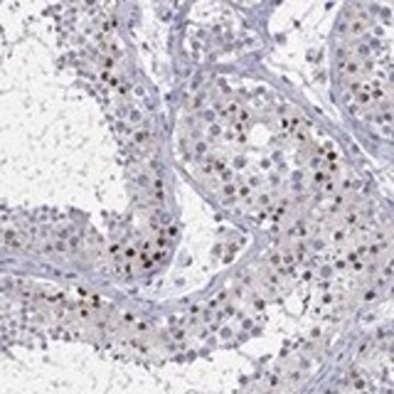 Anti-H1-1 antibody produced in rabbit Prestige Antibodies&#174; Powered by Atlas Antibodies, affinity isolated antibody, buffered aqueous glycerol solution