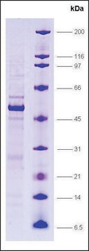 LXR, &#945;, ligand binding domain, GST tagged human recombinant, expressed in E. coli, &#8805;80% (SDS-PAGE)