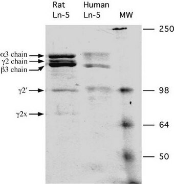 Rat Laminin-5