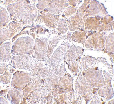 Anti-MAPKAP1 (ab1) antibody produced in rabbit affinity isolated antibody, buffered aqueous solution