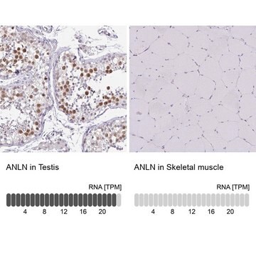 Anti-ANLN antibody produced in rabbit Prestige Antibodies&#174; Powered by Atlas Antibodies, affinity isolated antibody, buffered aqueous glycerol solution