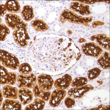 Anti-CD13 antibody, Rabbit monoclonal clone SP182, recombinant, expressed in proprietary host, affinity isolated antibody