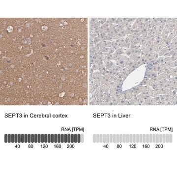 Anti-Sept3 antibody produced in rabbit Prestige Antibodies&#174; Powered by Atlas Antibodies, affinity isolated antibody, buffered aqueous glycerol solution