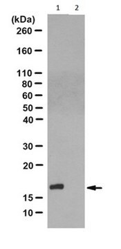 Anti-N1-Phosphohistidine (1-pHis) Antibody, clone SC1-1 clone SC1-1, from rabbit