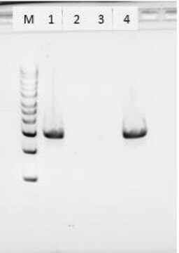 Proteinase K from Tritirachium album free of DNA contaminants, suitable for Microbiome research, lyophilized powder, &#8805;30 units/mg protein