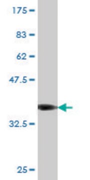 Monoclonal Anti-FZD3 antibody produced in mouse clone 1B8, purified immunoglobulin, buffered aqueous solution