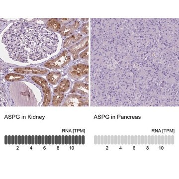 Anti-ASPG antibody produced in rabbit Prestige Antibodies&#174; Powered by Atlas Antibodies, affinity isolated antibody, buffered aqueous glycerol solution