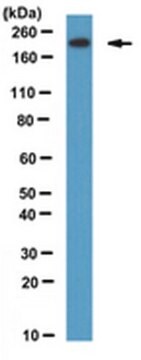 Anti-LRP6 Antibody, clone 1C10 clone 1C10, from mouse