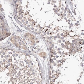 Anti-LMLN antibody produced in rabbit Prestige Antibodies&#174; Powered by Atlas Antibodies, affinity isolated antibody, buffered aqueous glycerol solution