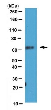 Anti-TRPML3 Antibody, clone N268/18 clone N268/19, from mouse