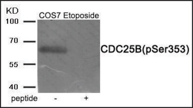 Anti-phospho-CDC25B (pSer353) antibody produced in rabbit affinity isolated antibody