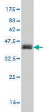 Monoclonal Anti-CORIN antibody produced in mouse clone 5B6, purified immunoglobulin, buffered aqueous solution