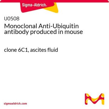 Monoclonal Anti-Ubiquitin antibody produced in mouse clone 6C1, ascites fluid