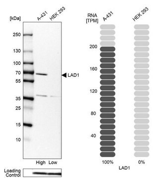 Anti-LAD1 antibody produced in rabbit Prestige Antibodies&#174; Powered by Atlas Antibodies, affinity isolated antibody, buffered aqueous glycerol solution