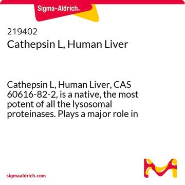 Cathepsin L, Human Liver Cathepsin L, Human Liver, CAS 60616-82-2, is a native, the most potent of all the lysosomal proteinases. Plays a major role in the proteolysis of both cellular and endocytosed macromolecules.