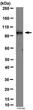 Anti-ADAM 9 Antibody, disintegrin domain from rabbit