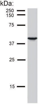 Monoclonal Anti-Cytokeratin 19 antibody produced in mouse clone BA-17