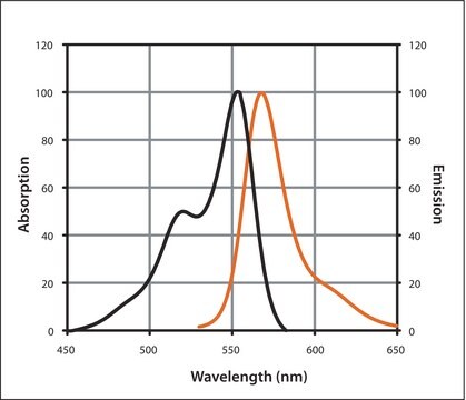 Anti-Rabbit IgG (H+L), CF&#8482; 555 antibody produced in goat ~2&#160;mg/mL, affinity isolated antibody