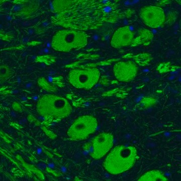 Monoclonal Anti-NEFM antibody produced in mouse Prestige Antibodies&#174; Powered by Atlas Antibodies, clone CL2705, purified immunoglobulin, buffered aqueous glycerol solution