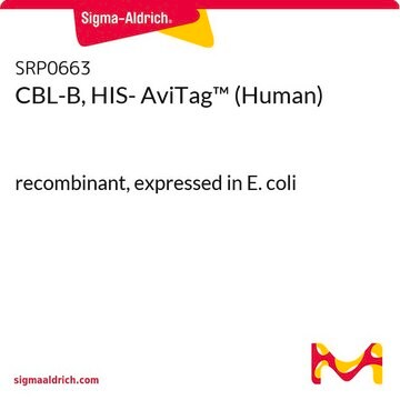 CBL-B, HIS- AviTag&#8482; (Human) recombinant, expressed in E. coli